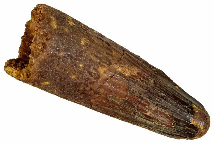Fossil Spinosaurus Tooth - Real Dinosaur Tooth #327611